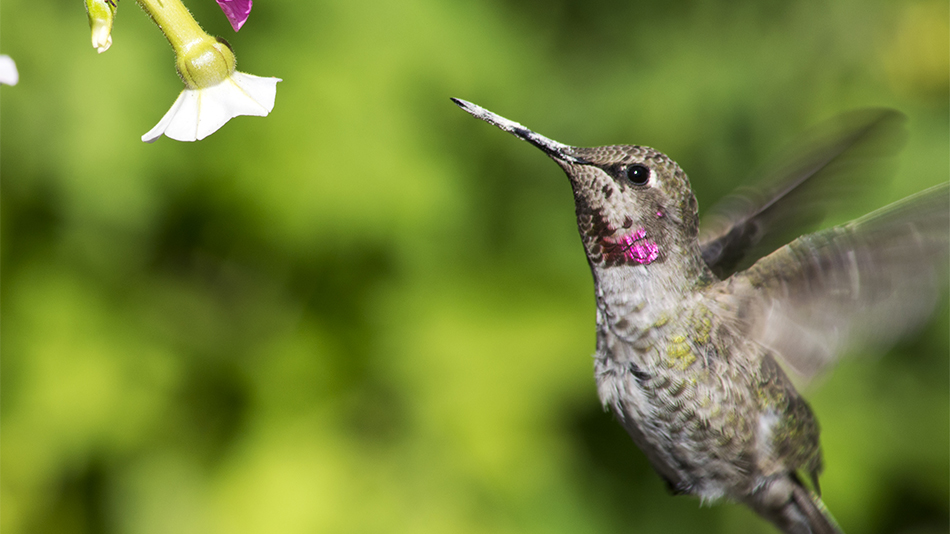 Hummingbird 