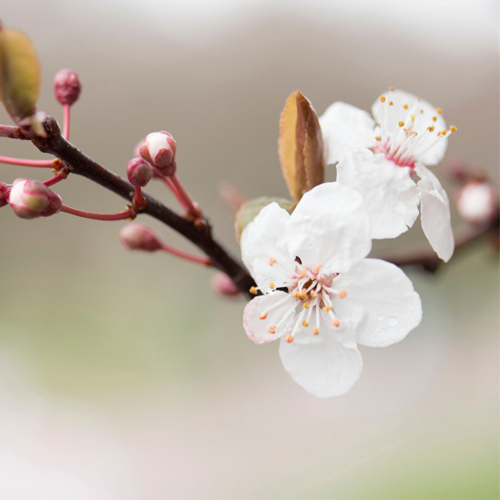 Cherry Blossoms